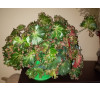 Бегонія  дрібно щетиниста (Begonia strigillosa )